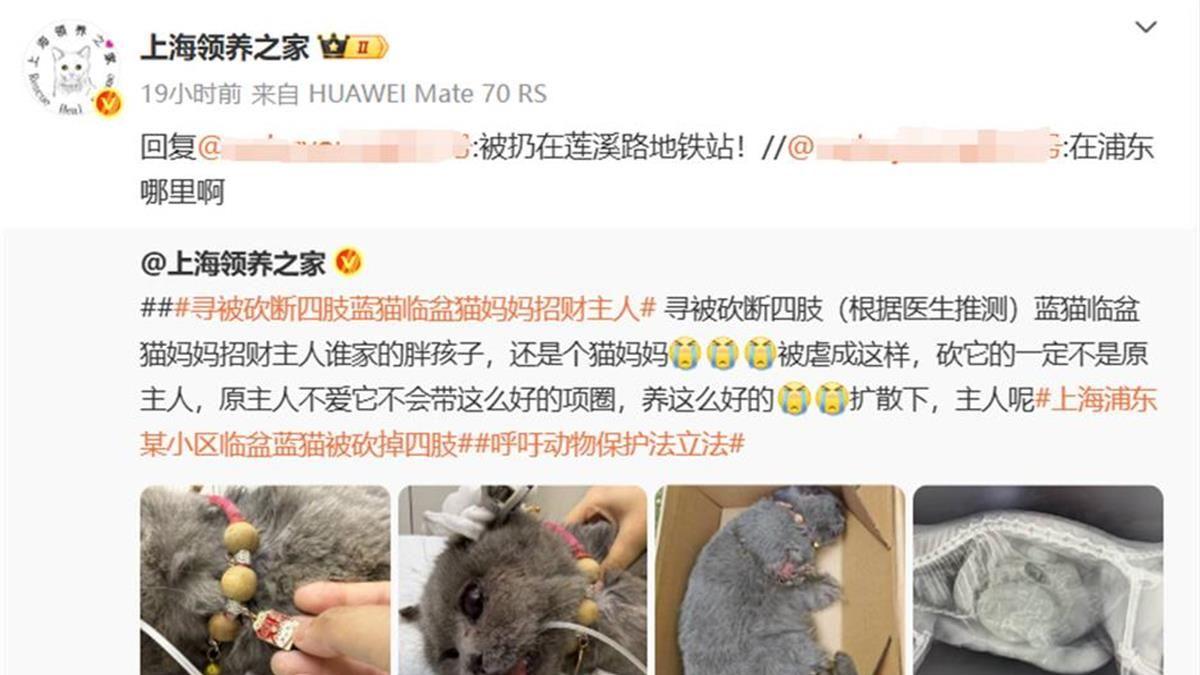 谁是残害上海蓝猫的“凶手”？