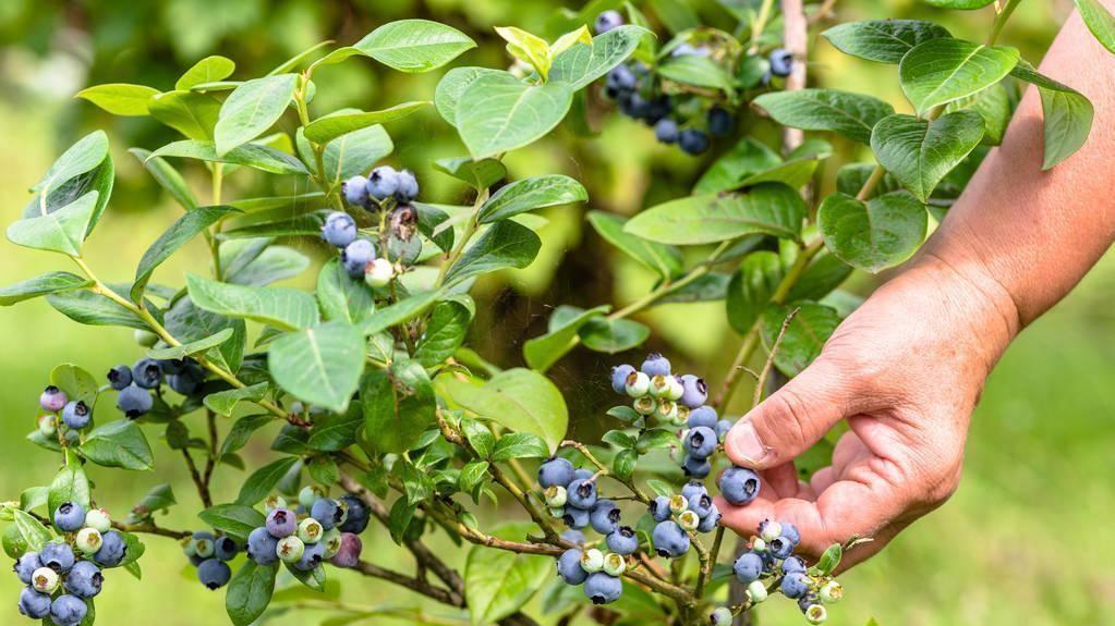 想在阳台上种蓝莓？从选苗到养护，这份指南带你解锁家庭种植技巧！