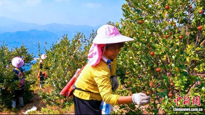 广东英德：“黄金果”铺就富民路