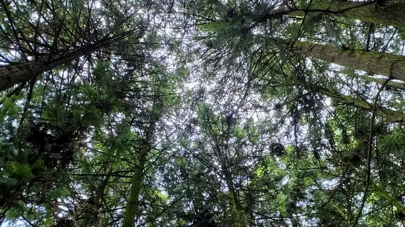 贵阳发现小灵猫，外形似野猫，却带三分“狐相”，爱住在古墓里