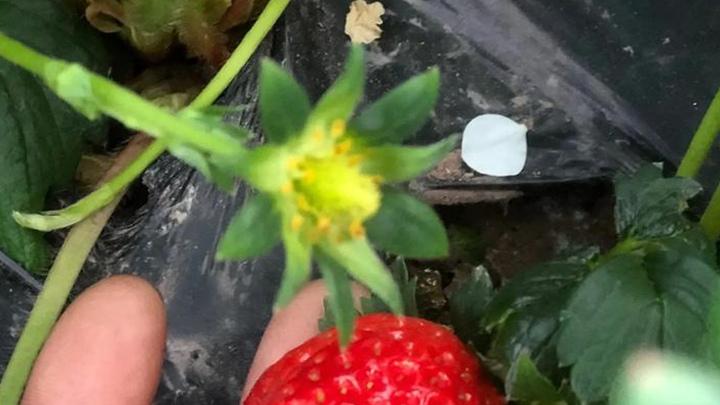 草莓控温要分阶段，白天暖晚上凉促花芽，这样早结果抢市场