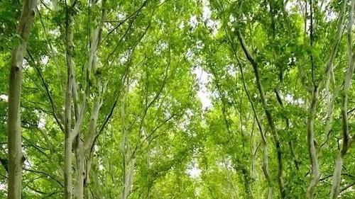 梧桐木嵌银工艺，木材干燥曲线，潍坊非遗传承，收缩率控制标准