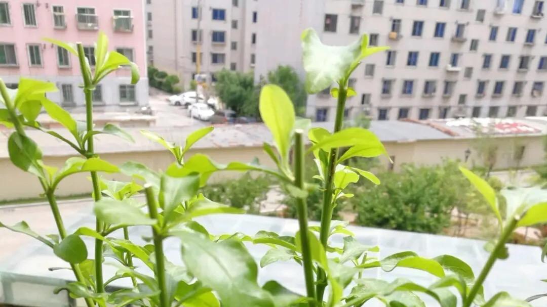 养蓝雪花的关键三点，全年开花多且美，让阳台鲜花不断