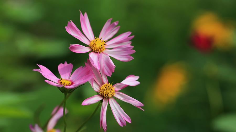 一个人的本事，不在能力，在于能控制情绪