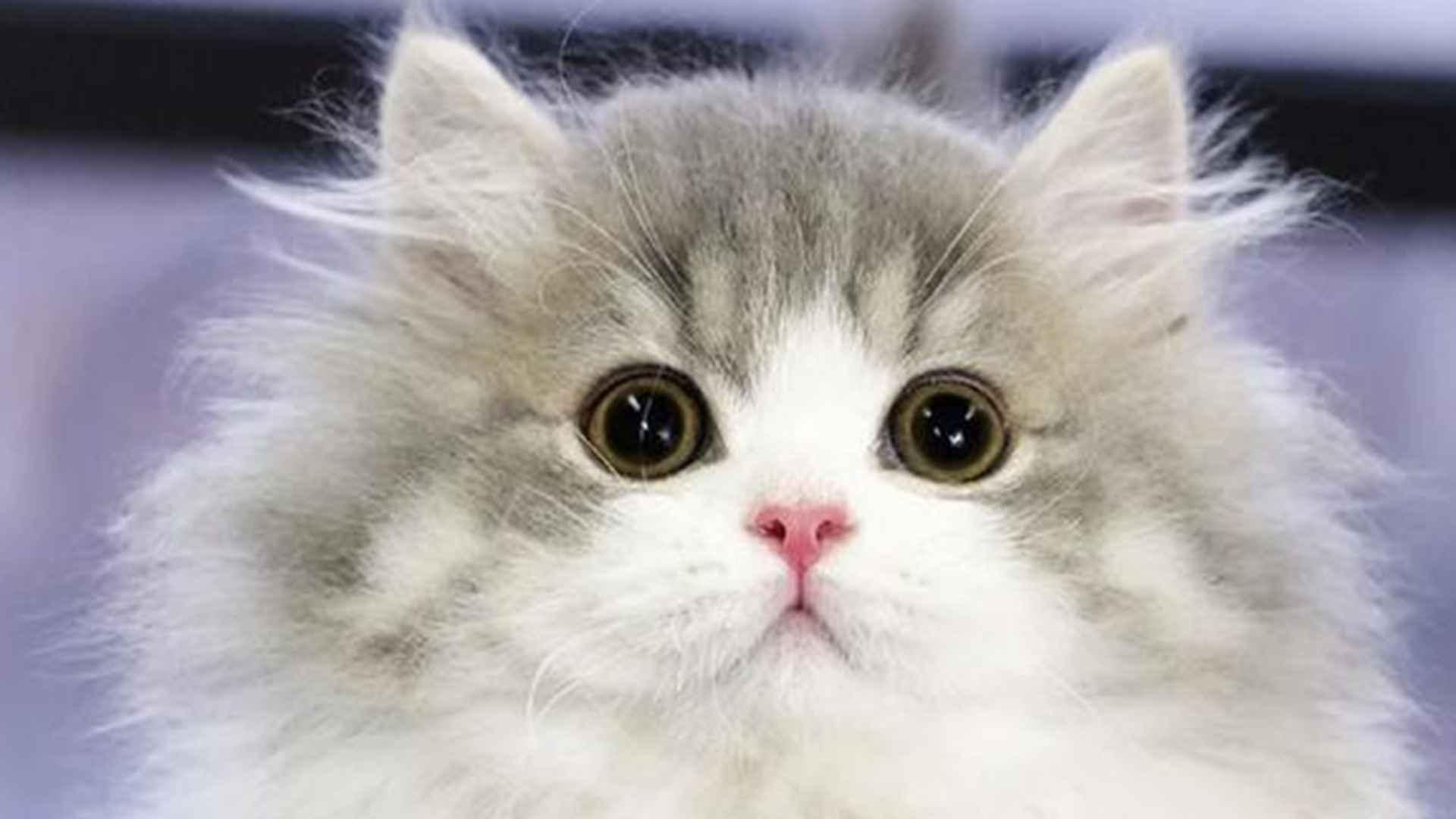 拿破仑猫繁育年龄，最佳配种期计算，家养母猫护理，十年数据统计