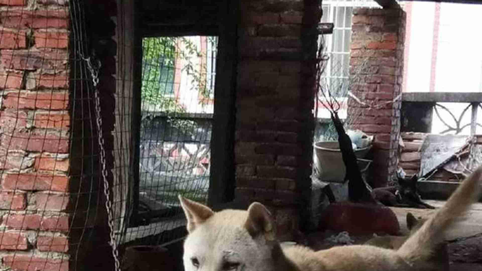 中华田园犬母性培养，难产助产流程，幼犬刺激排便，弃崽行为干预