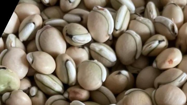 扁豆育苗浇水规范，间苗控温精细化，藤架整齐结荚密