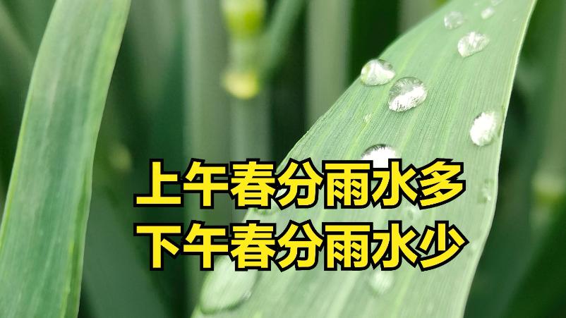 “上午春分雨水多，下午春分雨水少”，今年春分在何时？啥预兆？