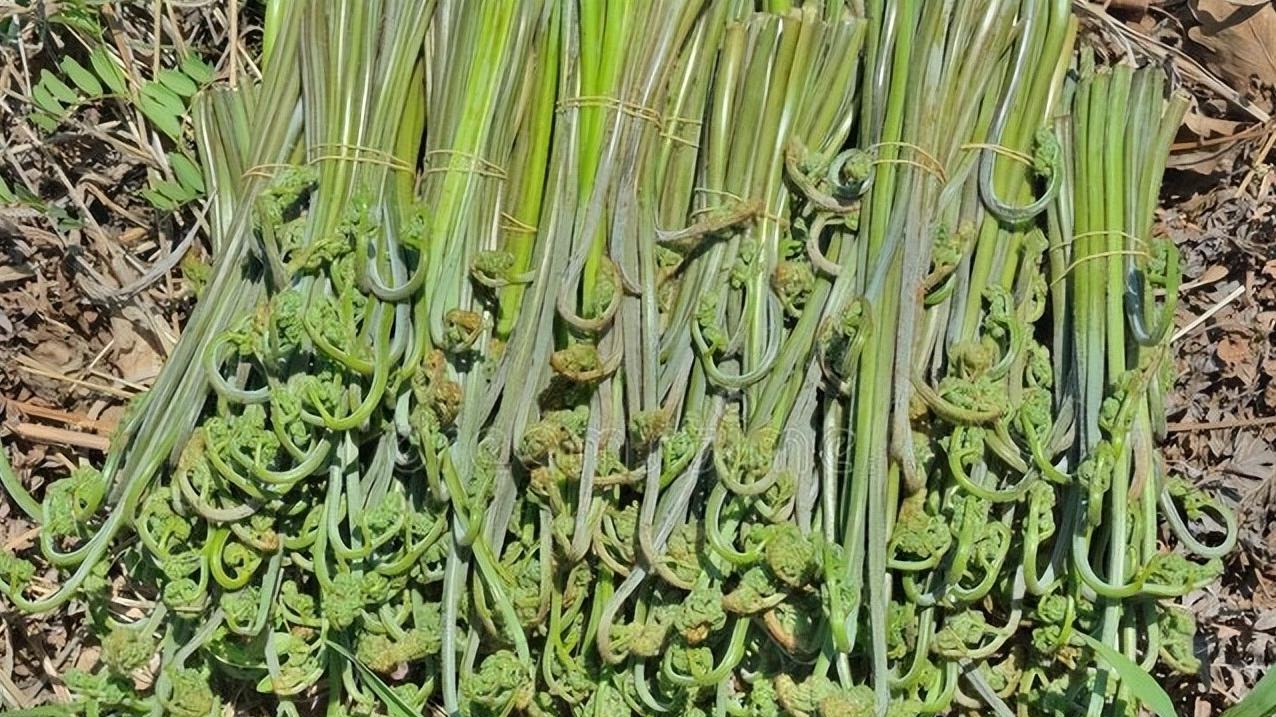 农村山野里的美味：蕨菜，竟能卖到12元一斤！