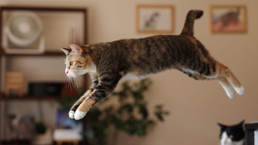 猫咪主食罐头有哪些品牌值得买？2025年十大猫罐头品牌排名揭晓！