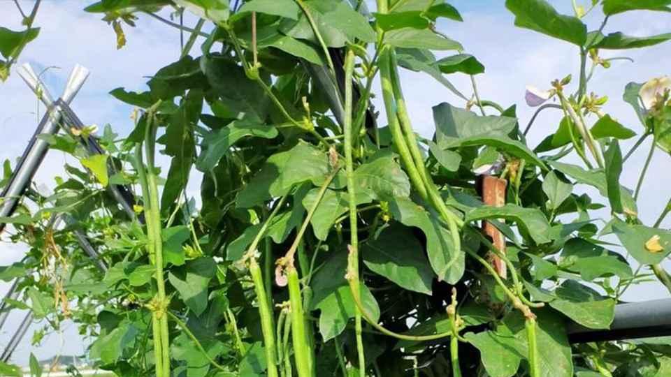 茶渣堆肥技术应用，福建茶园豇豆种植实例，梯度控水与荚色采收研究