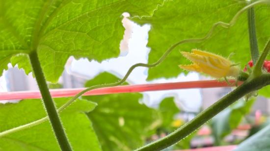 种植黄瓜、南瓜和丝瓜，掌握五点技巧，结瓜数量翻倍，助你高效种植