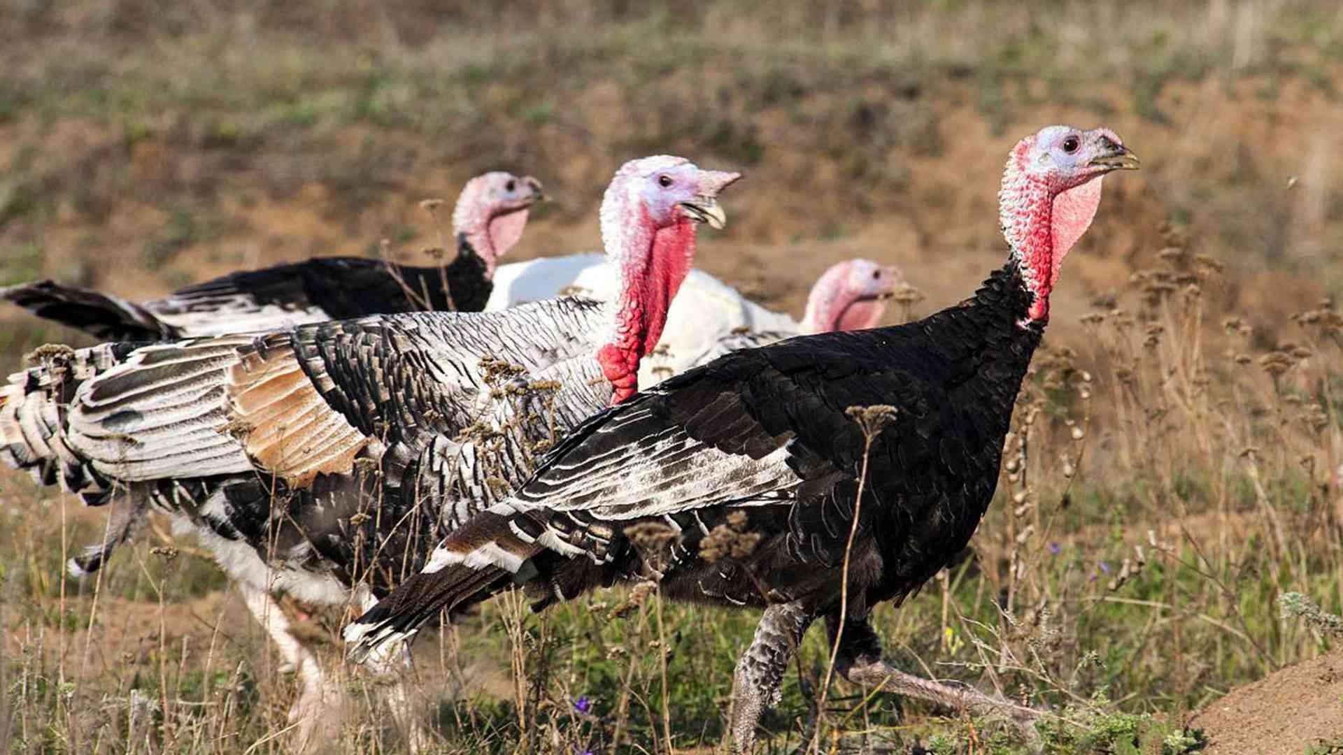 火鸡运动，羽毛健康管理，羽质评级优，高原养殖实录