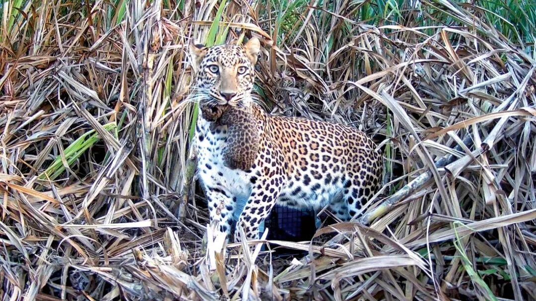 鞭炮吓不跑，见人不害怕，印度“甘蔗豹”越来越多