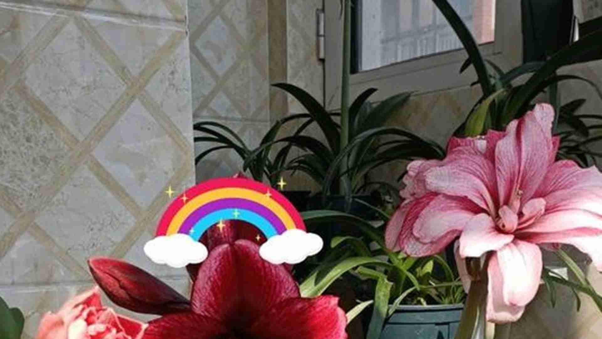 朱顶红倒伏预防，三个月支撑数据，公司前台养护，防脱水措施