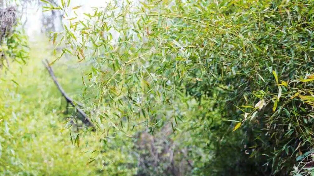 江山万里行第七章：故园家山·咸宁放歌——董继宁中国画作品展即将开展