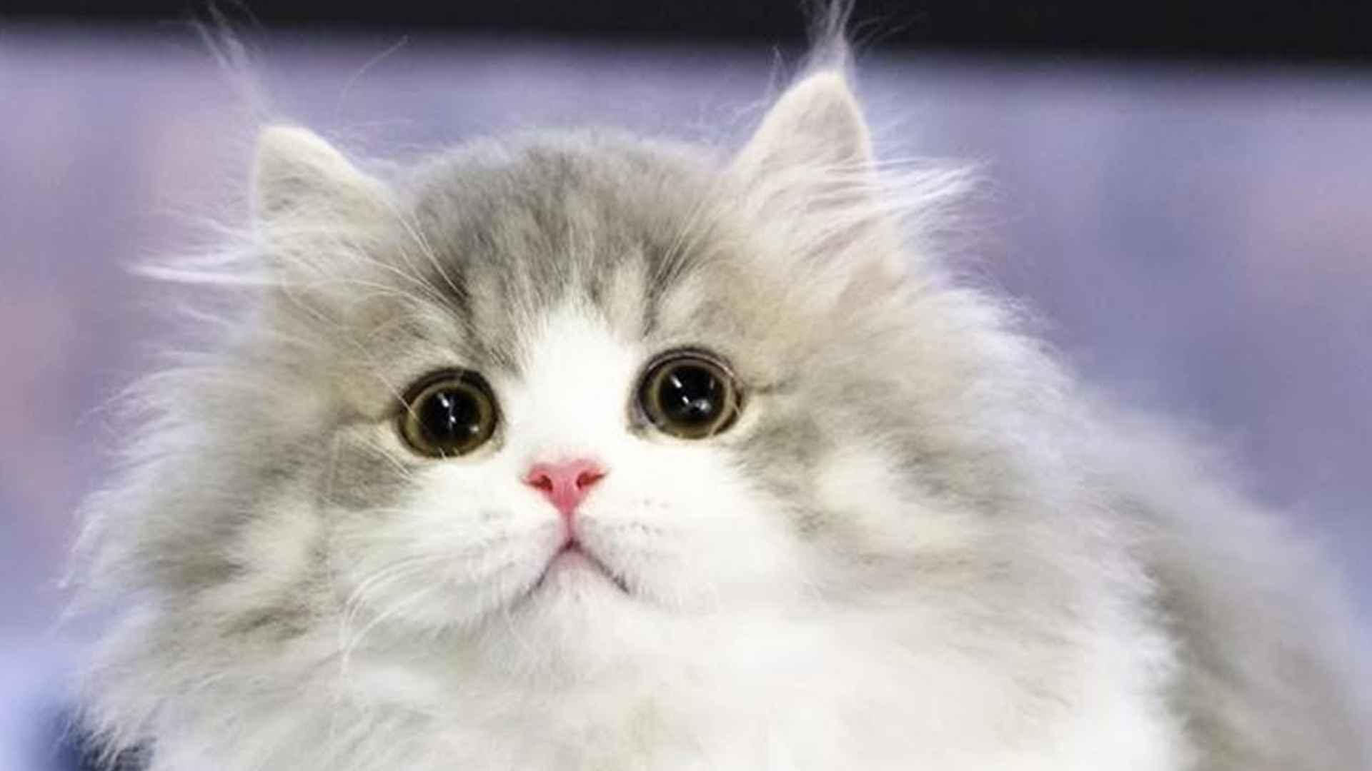 拿破仑猫赛前美容，洗护品选择禁忌，裁判评分细节，职业指导手教程