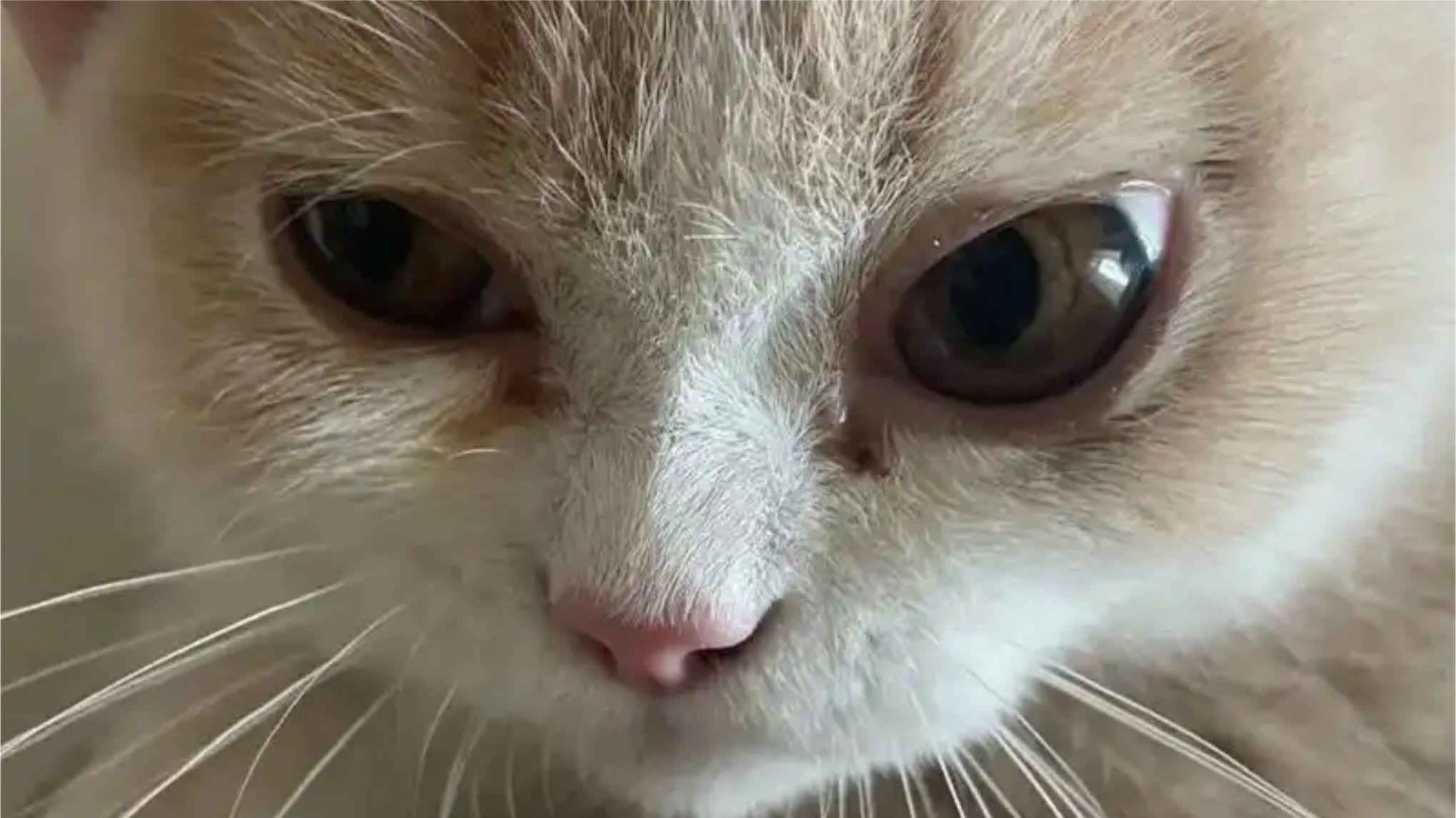 猫为什么老是有泪痕？去除猫泪痕妙招，性价比高的适合泪痕猫粮