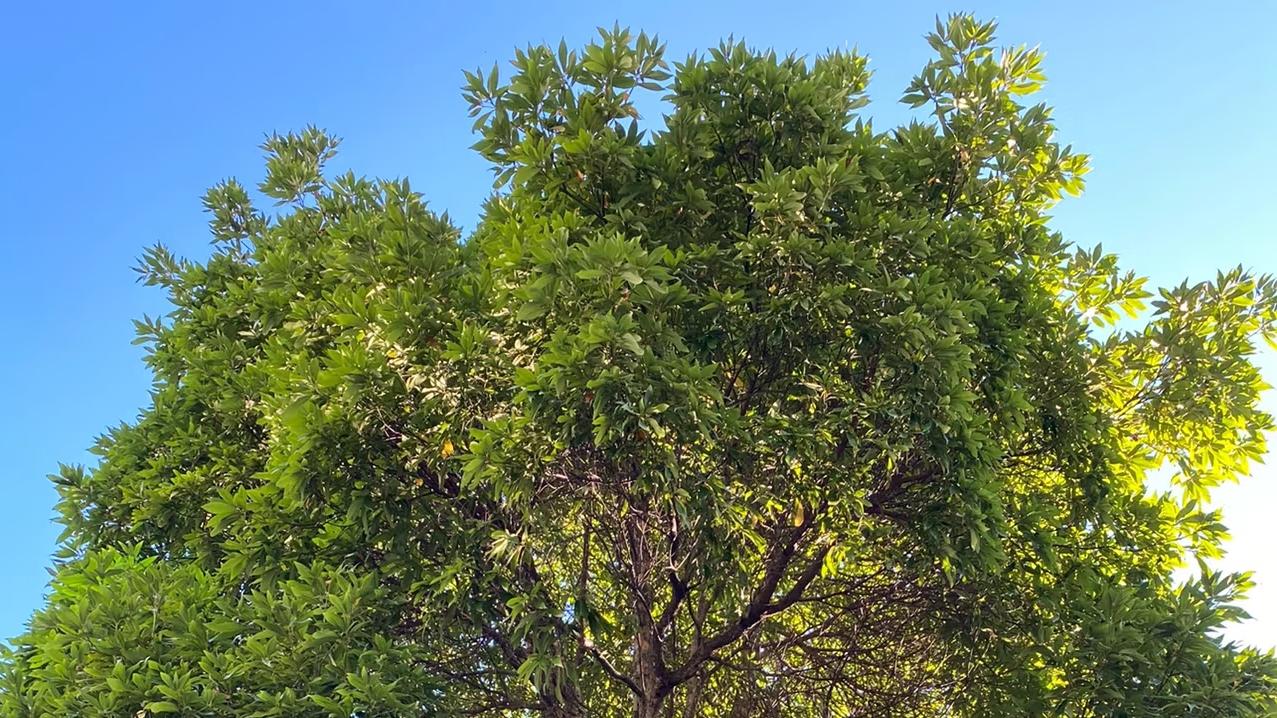 5 种‘民俗镇宅树’推荐！活百年易养护，南方北方都能种，守家添福气