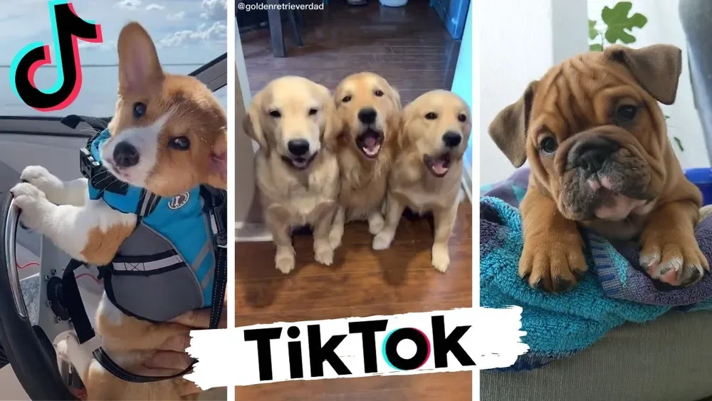 TikTok短视频的四大爆款类型：看懂了你也能拍