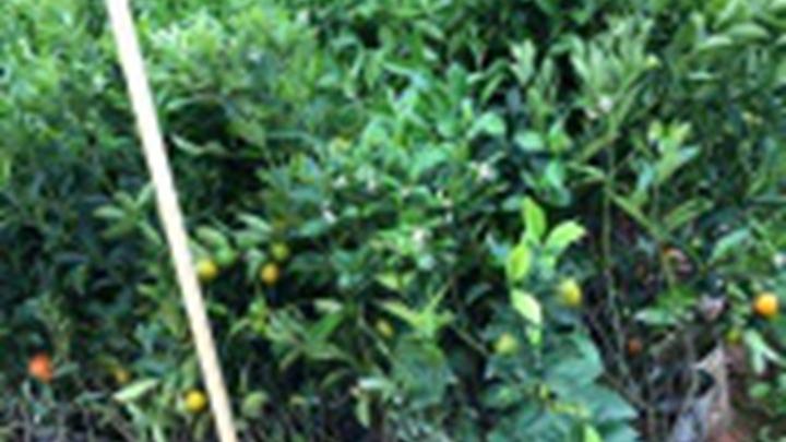 洼地青柠雨季烂根问题频发，高垄栽培技术解析，速冻锁鲜方法探讨