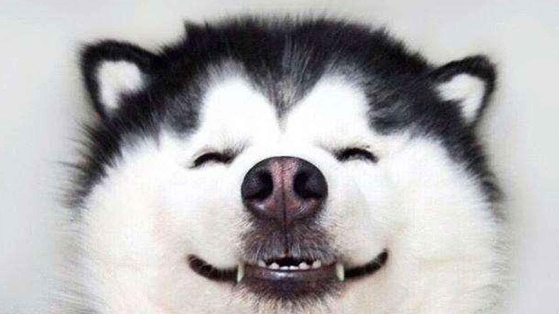 哈士奇极昼适应，北极圈养殖日志，光照调节方案，科考站合作项目