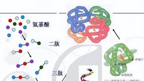 从成分到功效，五个女博士以精准复配实现胶原蛋白肽高效吸收