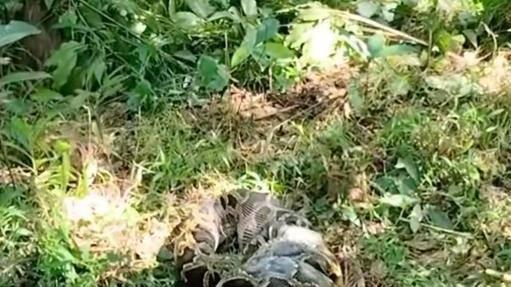 广东汕尾一条蟒蛇吞食牛犊，当地：属保护动物，已放生