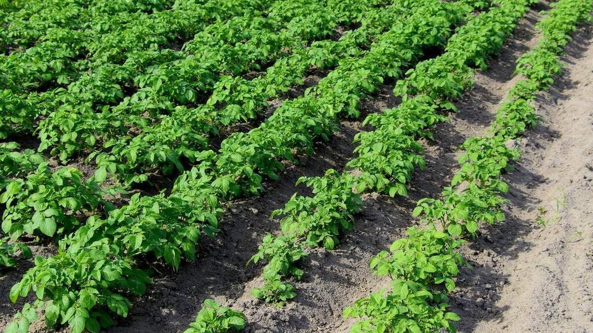 这些蔬菜禁用尿素！新手种菜避坑指南，千万别后悔！