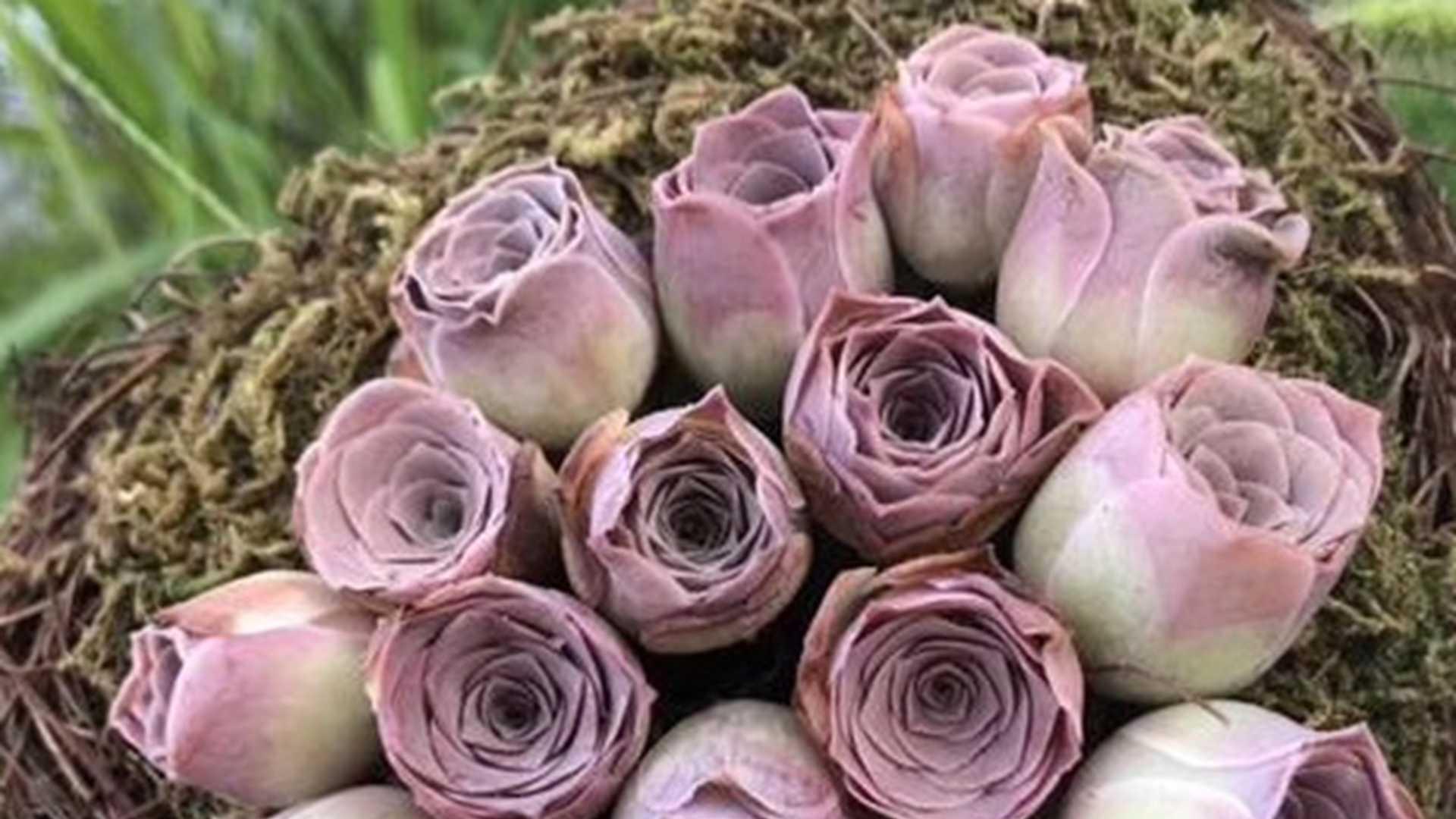 山地玫瑰繁殖禁忌，南方雨季管理，畅销品种解析，千万别大意