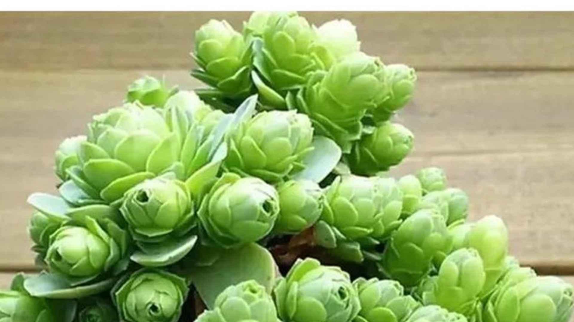 山地玫瑰枯黄修复，南方湿热对策，咖啡厅摆放规范，创业团队说