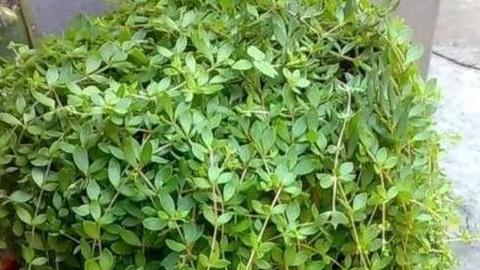 垂盆草石笼绿化，金属网箱应用，河堤防护项目，抗冲刷实验