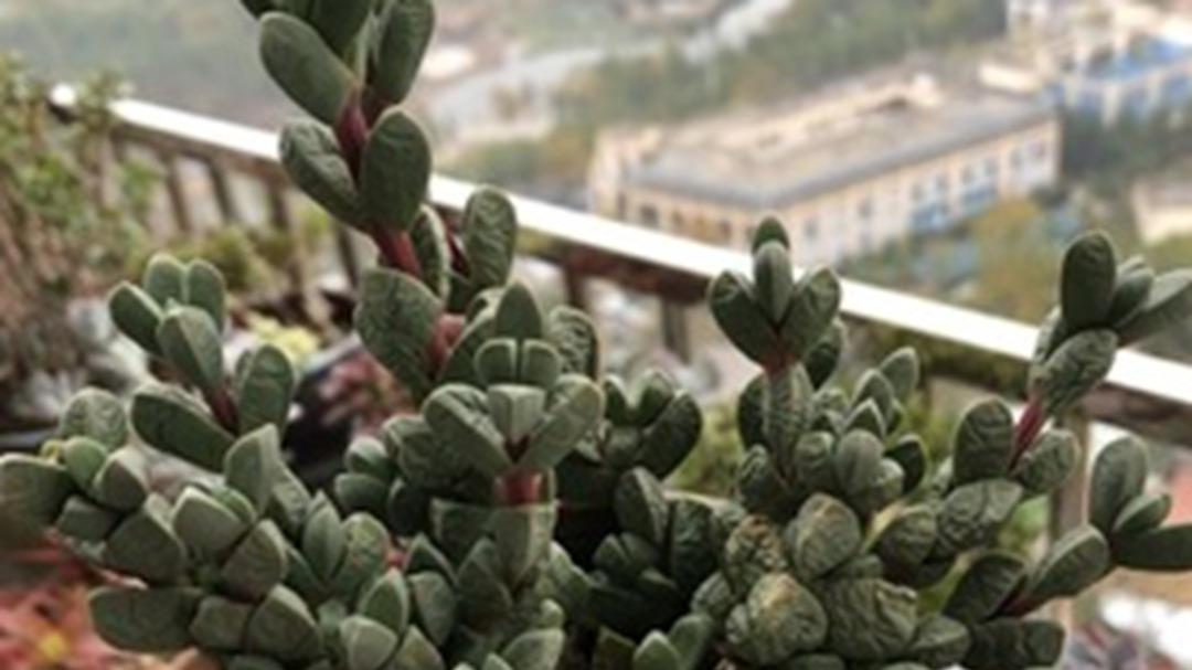 鹿角海棠补光，季度生长对比，回乡青年案例，追肥别过量