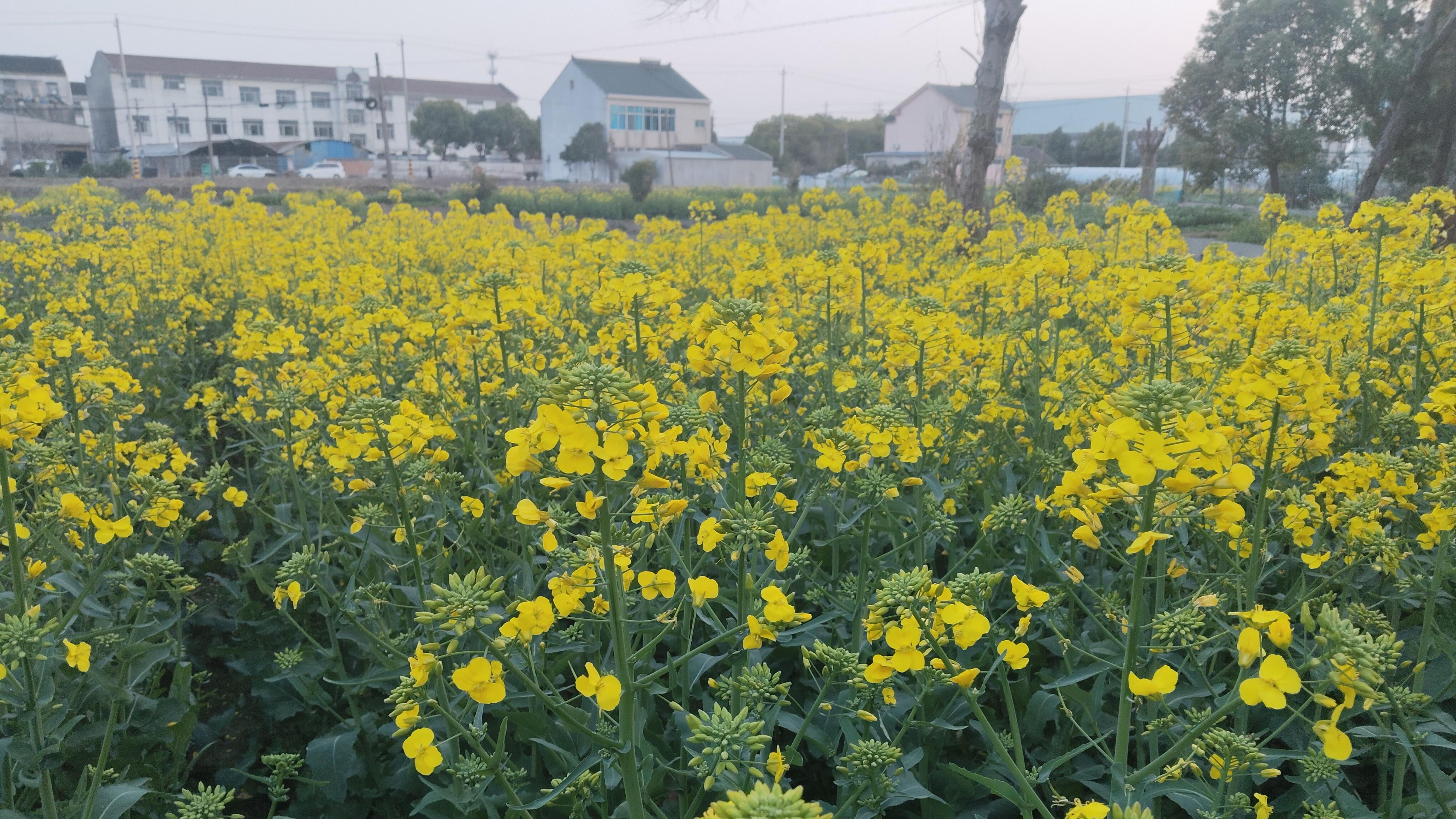 一垄又一垄，春光在翻滚   是油菜花在赶趟儿，把田野点燃