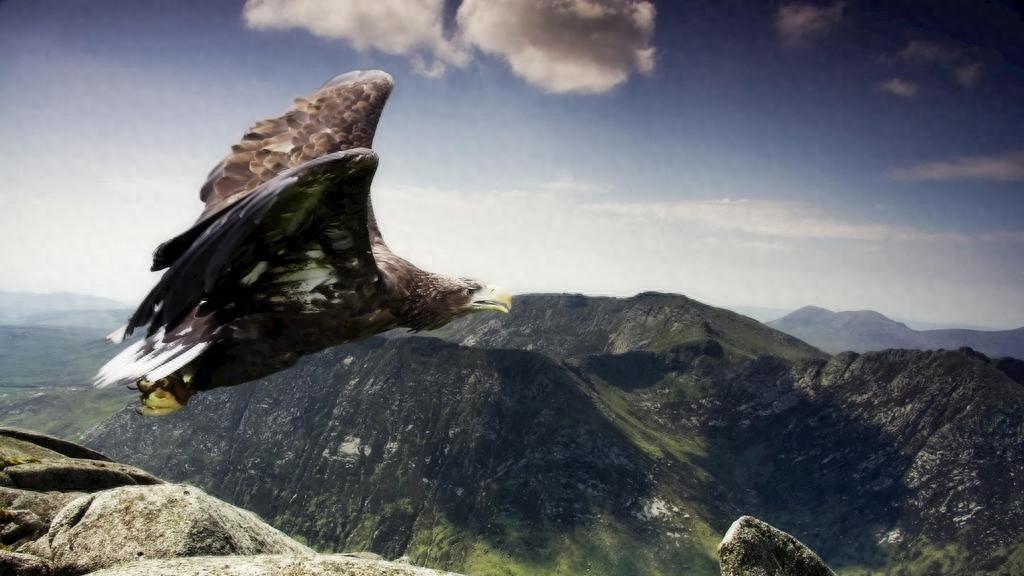 如果我是一只鹰