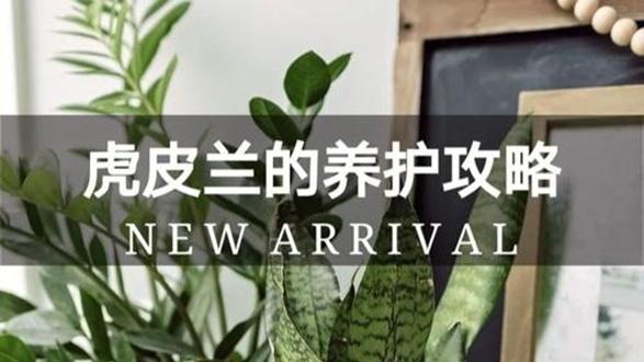 花店老板不愿告诉你的秘密：扦插繁殖虎尾兰，什么是CAM植物？