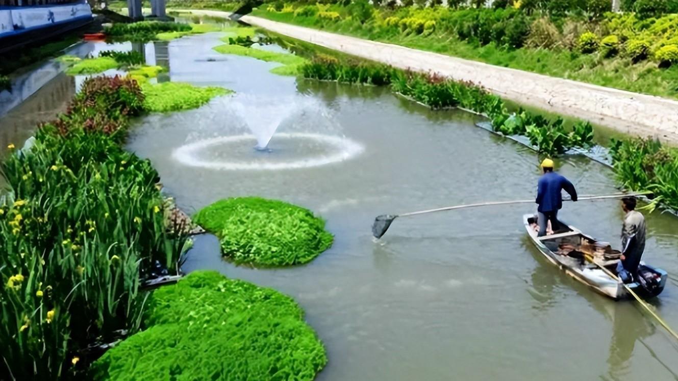 日本水花生，疯狂入侵，生物防治终结篇？