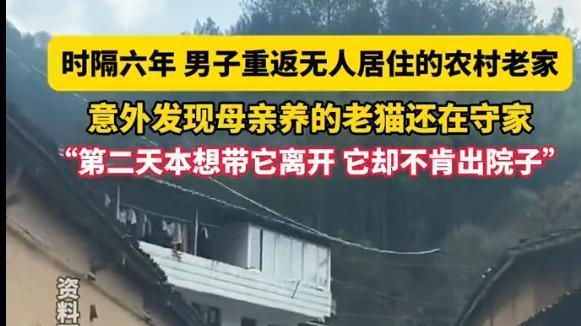 流浪猫六年守空宅终团圆 动物报恩奇迹揭开人性之光