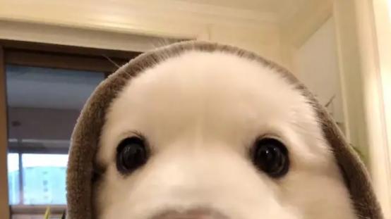 狗狗吃狗粮好还是吃饭好？狗粮哪个牌子好，怎么喂才更科学