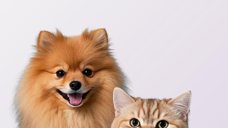 洗欢宠：宠物洗护市场增长