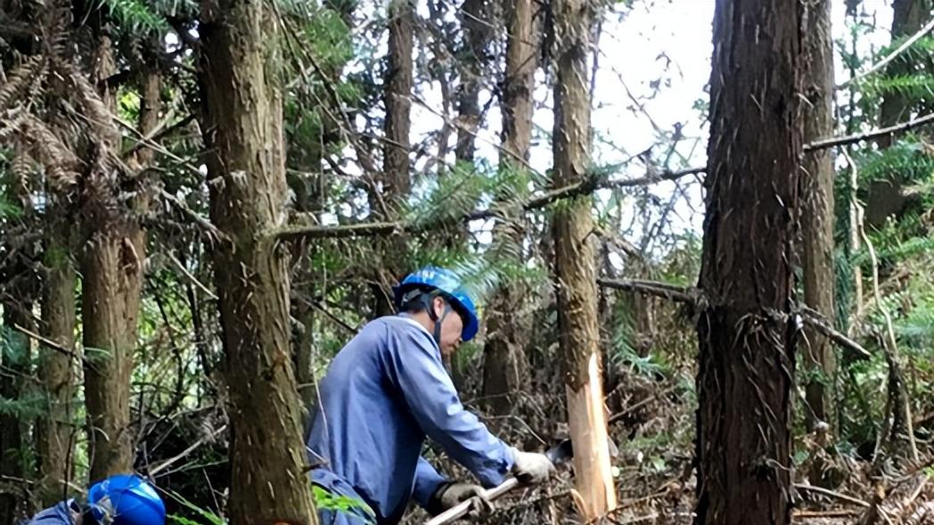 供电局有权私自，砍伐你家的树吗？电力法怎么说？