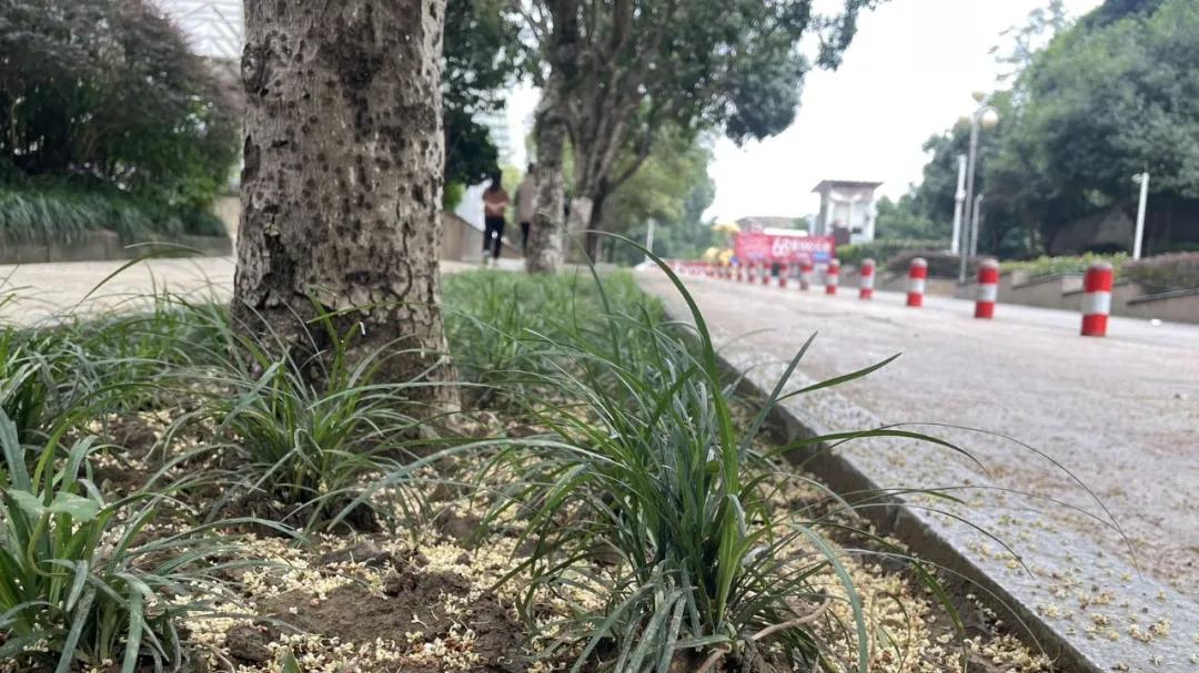 小区外的桂花开了，我看见了桂花雨