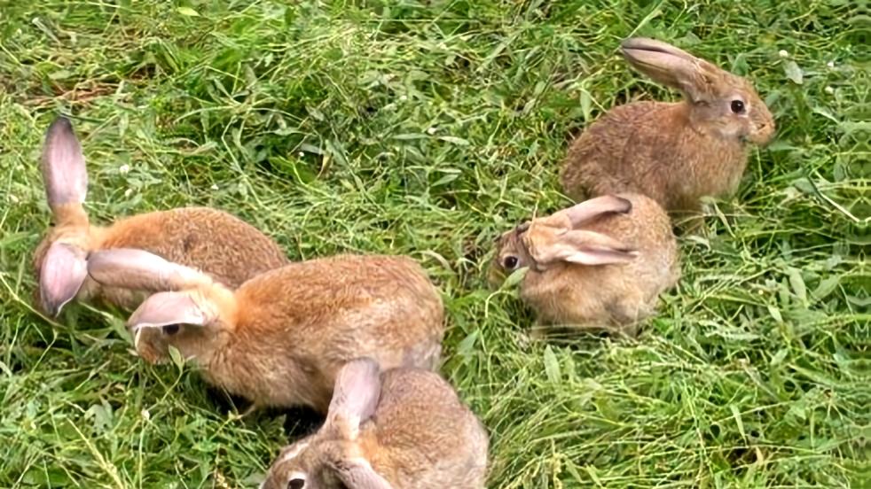 美国社区现“变异兔”！脸上长满黑色触手，专家建议：不要别摸