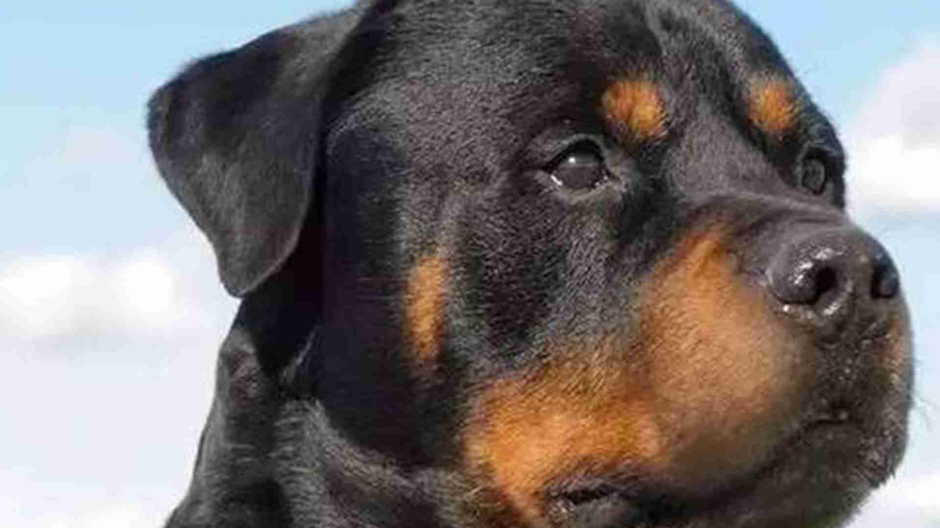 罗威纳工作犬配饰，战术背心定制规范，负重训练配重，透气材料选择