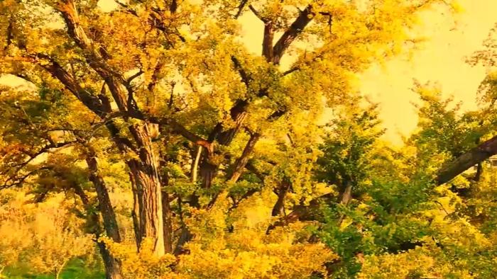 初冬封神！昭通八百年古银杏，落满黄金雨