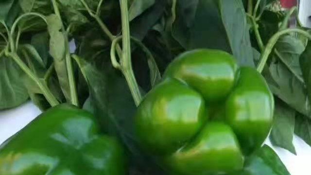 最好卖的辣椒品种