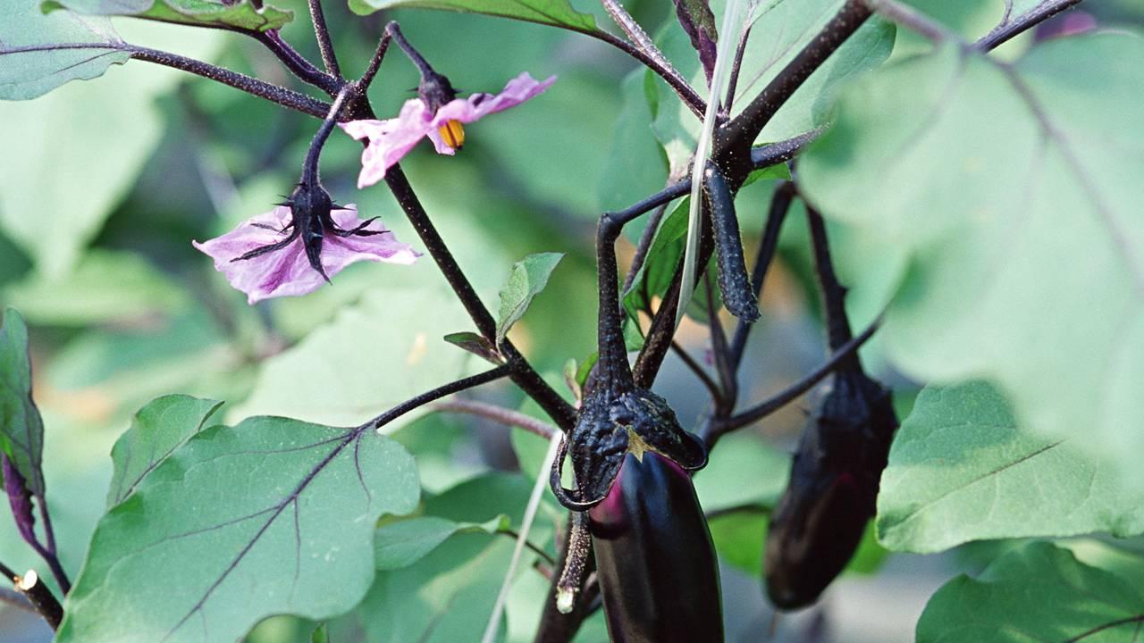 蔓生作物引蔓上墙栽培法，矮生作物密植间作技术，生物农药替代化学防治