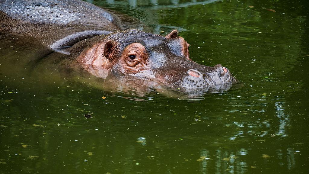 河马：表面憨厚却领地意识爆表