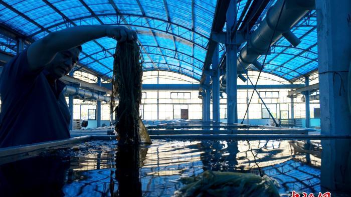 三代腌一味 一颗雪菜背后的乡村致富经