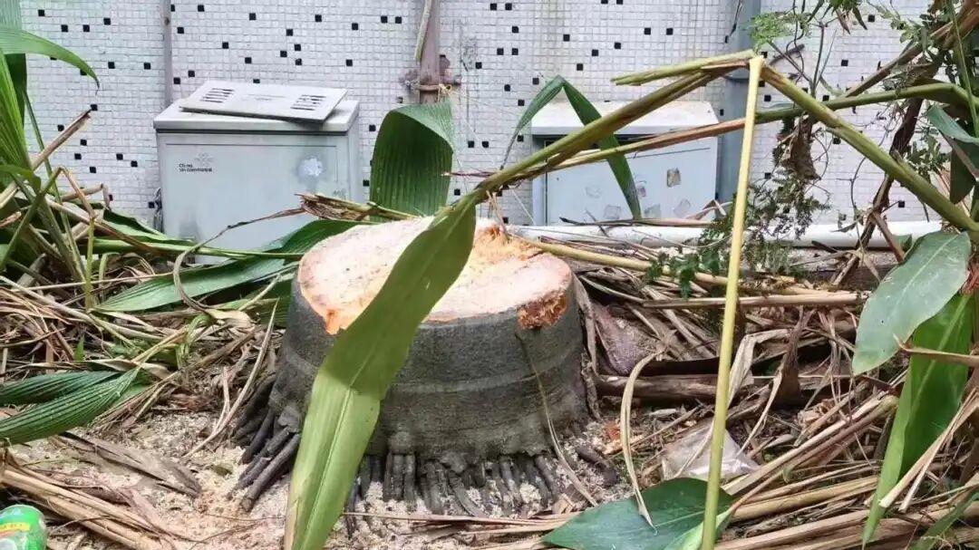 宜宾电力小区北区旧改砍树引争议，业主：这是改环境还是毁家园？